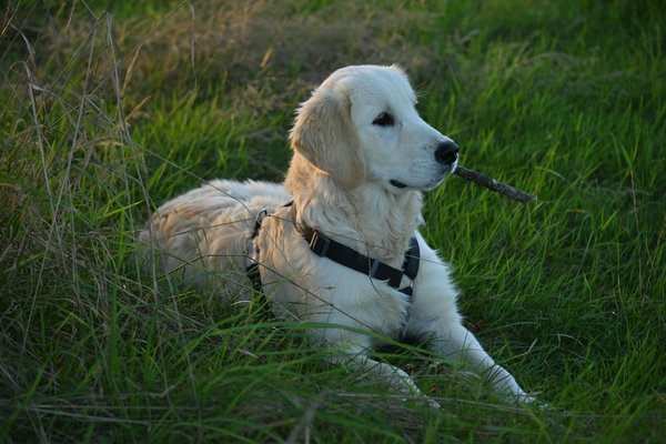 How do you train a cat to be more sociable in the UK?
