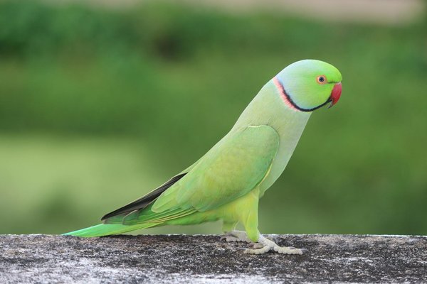 How Can We Identify Unique Features of Cats?