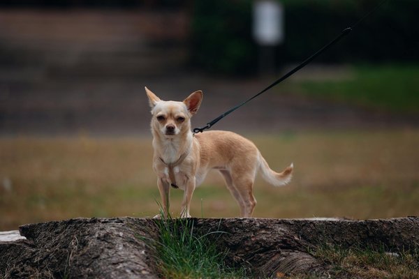 How Are Endangered Species in the UK Adapting to Urban Environments?