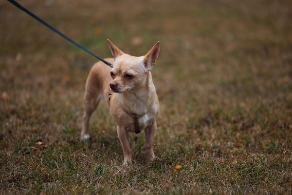 How Can You Detect the Unique Traits of Different Dog Breeds?